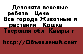 Девонята весёлые ребята › Цена ­ 25 000 - Все города Животные и растения » Кошки   . Тверская обл.,Кимры г.